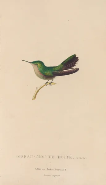 Histoire naturelle des oiseaux-mouches Pl.32 av René-Primevère Lesson