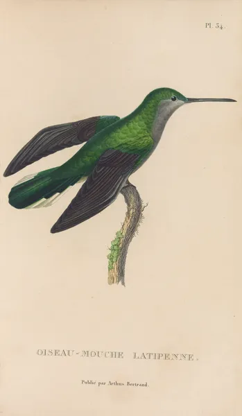 Histoire naturelle des oiseaux-mouches Pl.34 av René-Primevère Lesson