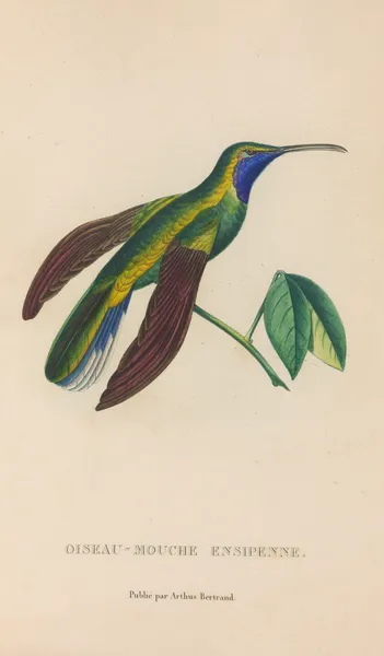 Histoire naturelle des oiseaux-mouches Pl.35 av René-Primevère Lesson