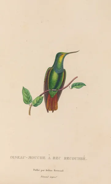 Histoire naturelle des oiseaux-mouches Pl.37 av René-Primevère Lesson
