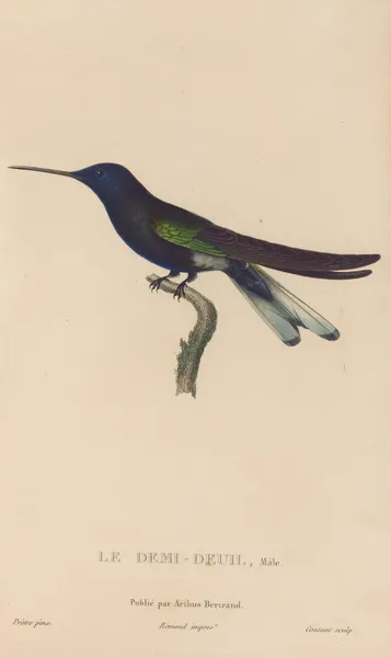 Histoire naturelle des oiseaux-mouches Pl.38 av René-Primevère Lesson