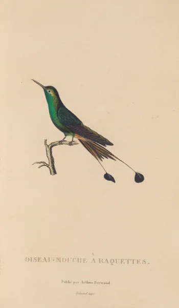 Histoire naturelle des oiseaux-mouches Pl.40 av René-Primevère Lesson