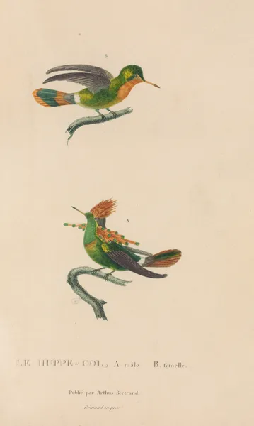 Histoire naturelle des oiseaux-mouches Pl.41 av René-Primevère Lesson
