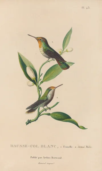 Histoire naturelle des oiseaux-mouches Pl.43 av René-Primevère Lesson