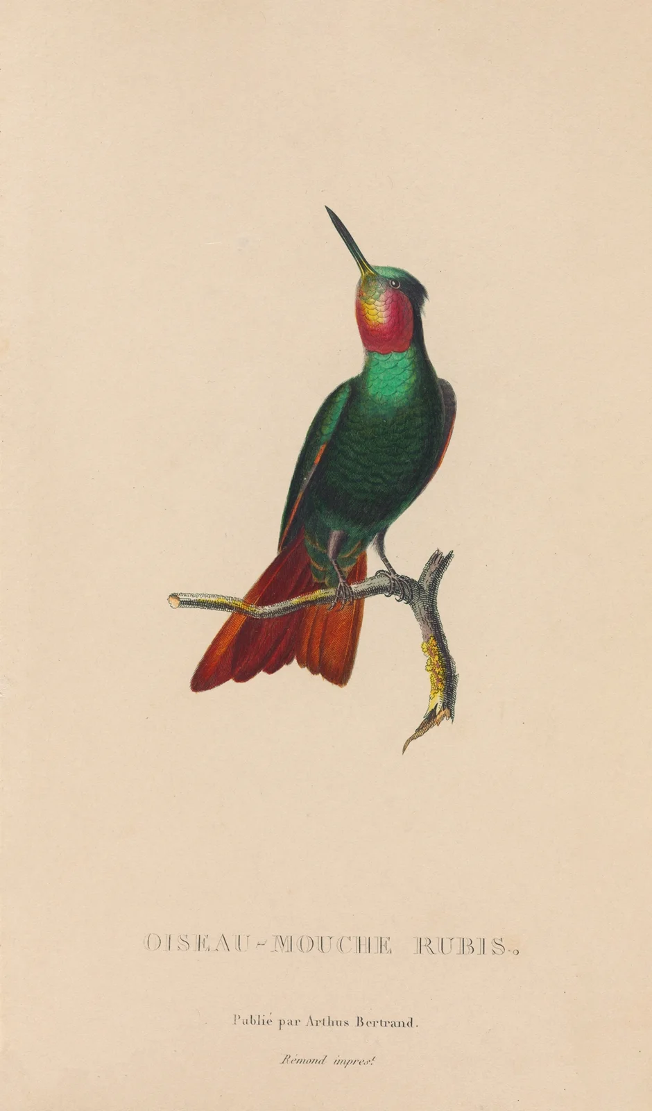 Histoire naturelle des oiseaux-mouches Pl.44 av René-Primevère Lesson