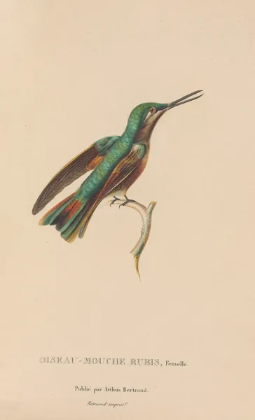 Histoire naturelle des oiseaux-mouches Pl.45 av René-Primevère Lesson