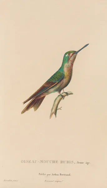 Histoire naturelle des oiseaux-mouches Pl.46 av René-Primevère Lesson