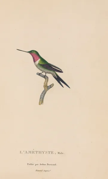 Histoire naturelle des oiseaux-mouches Pl.47 av René-Primevère Lesson