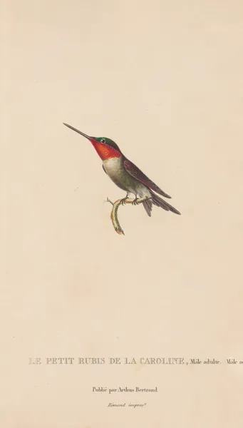 Histoire naturelle des oiseaux-mouches Pl.48 av René-Primevère Lesson
