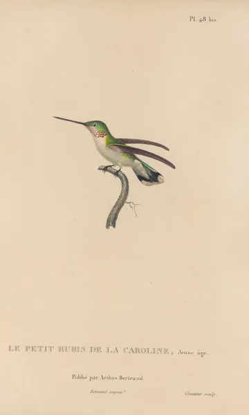 Histoire naturelle des oiseaux-mouches Pl.49 av René-Primevère Lesson