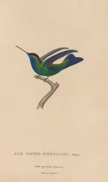 Histoire naturelle des oiseaux-mouches Pl.50 av René-Primevère Lesson