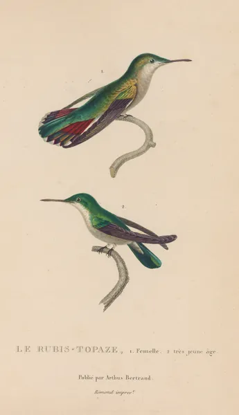 Histoire naturelle des oiseaux-mouches Pl.54 av René-Primevère Lesson