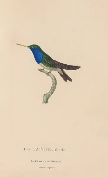 Histoire naturelle des oiseaux-mouches Pl.57 av René-Primevère Lesson