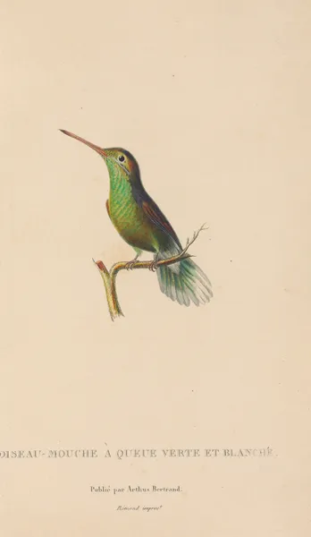 Histoire naturelle des oiseaux-mouches Pl.61 av René-Primevère Lesson
