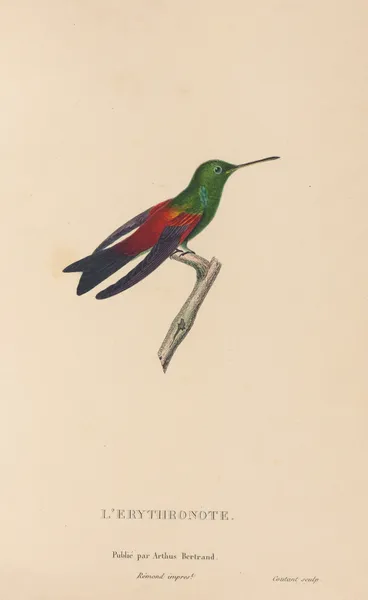 Histoire naturelle des oiseaux-mouches Pl.62 av René-Primevère Lesson