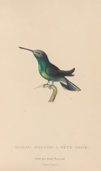 Histoire naturelle des oiseaux-mouches Pl.63 av René-Primevère Lesson