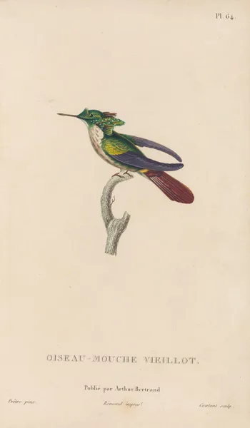Histoire naturelle des oiseaux-mouches Pl.65 av René-Primevère Lesson