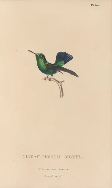 Histoire naturelle des oiseaux-mouches Pl.66 av René-Primevère Lesson