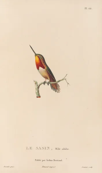 Histoire naturelle des oiseaux-mouches Pl.67 av René-Primevère Lesson