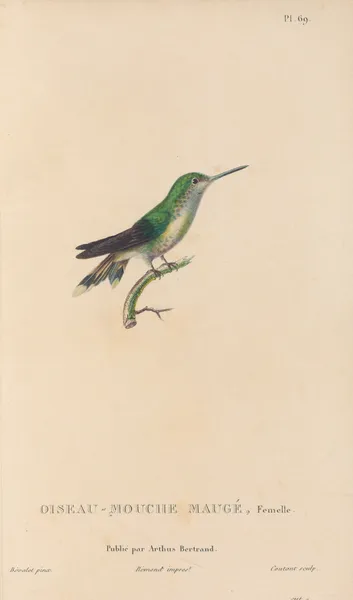 Histoire naturelle des oiseaux-mouches Pl.70 av René-Primevère Lesson