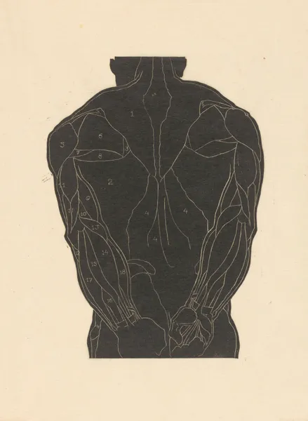 Study of the back muscles av Reijer Stolk