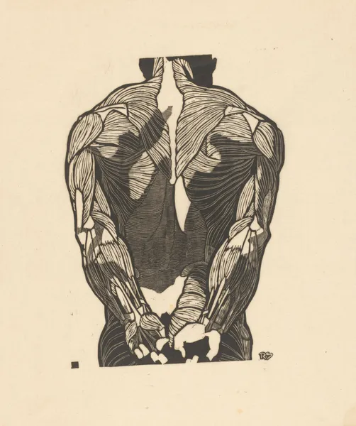 Study of the back muscles. av Reijer Stolk