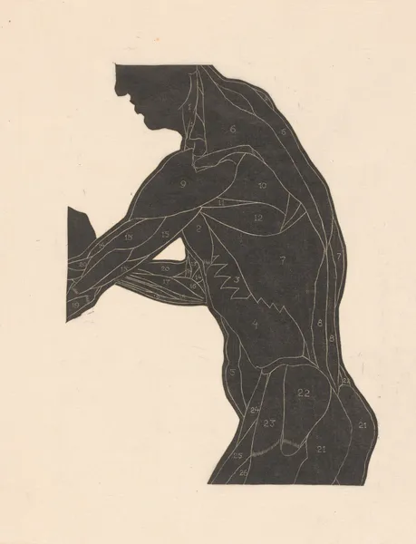 Study of the lateral and arm muscles av Reijer Stolk