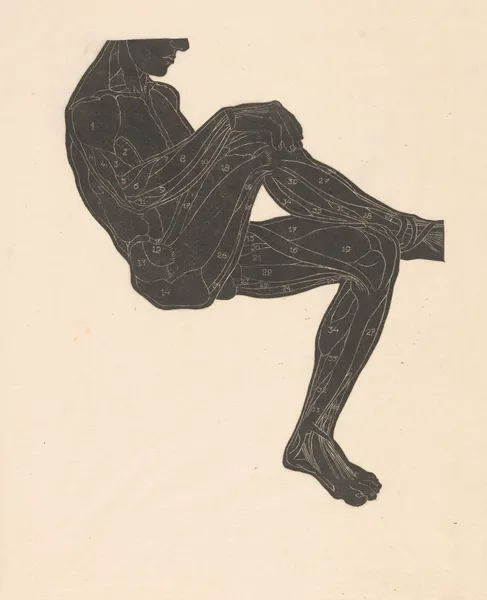 Study of the leg and arm muscles av Reijer Stolk