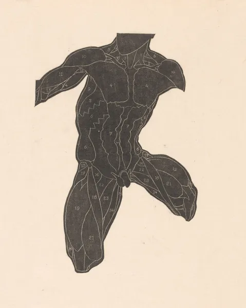 Study of the neck, abdominal, and thigh muscles av Reijer Stolk