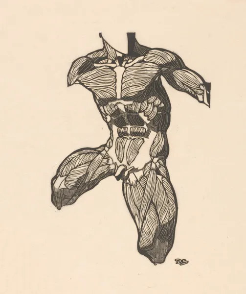 Study of the neck, abdominal, and thigh muscles. av Reijer Stolk