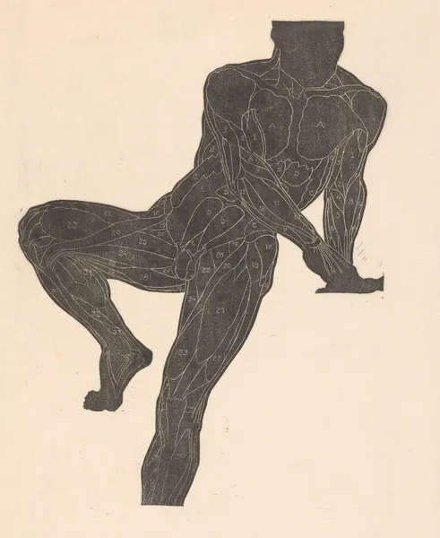 Study of the pectoral, abdominal, and leg muscles av Reijer Stolk