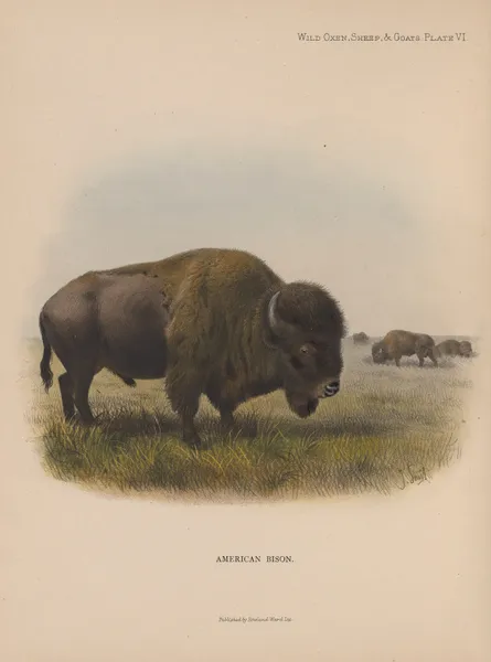 American Bison av Richard Lydekker