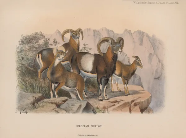 European Muflon av Richard Lydekker
