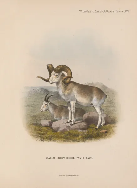 Marco Polo’s Sheep, Pamir Race av Richard Lydekker