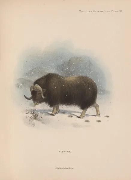 Musk-Ox av Richard Lydekker