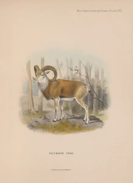 Salt-Range Urial av Richard Lydekker