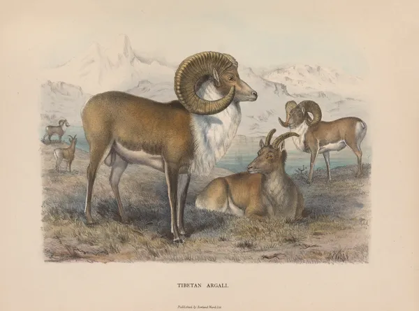 Tibetan Argali av Richard Lydekker