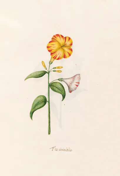 Flos admirabilis av Magdelena Rosina Funck
