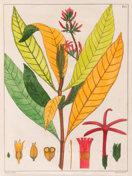 Cinchona Ferruginea av Auguste de Saint-Hilaire