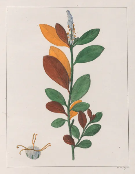 Croton Campestris av Auguste de Saint-Hilaire