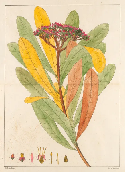 Hortia Brasiliana av Auguste de Saint-Hilaire