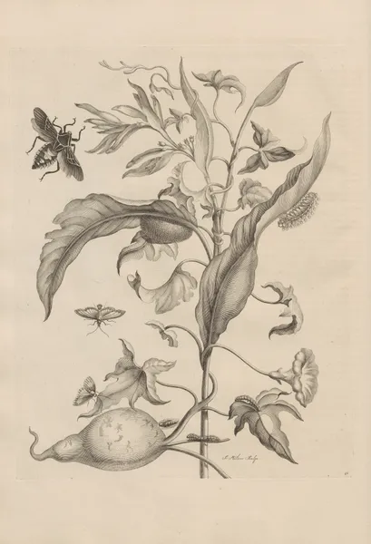 Dissertatio de generatione et metamorphosibus insectorum surinamensium Pl.41 av Maria Sibylla Merian