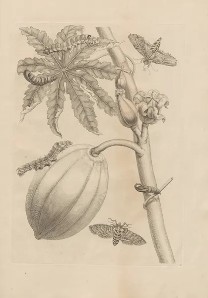 Dissertatio de generatione et metamorphosibus insectorum surinamensium Pl.64 av Maria Sibylla Merian