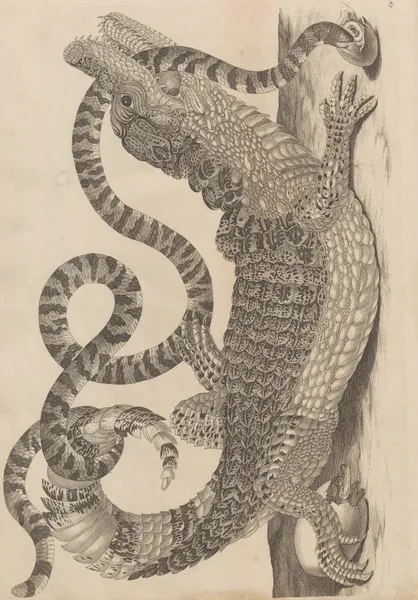 Dissertatio de generatione et metamorphosibus insectorum surinamensium Pl.69 av Maria Sibylla Merian