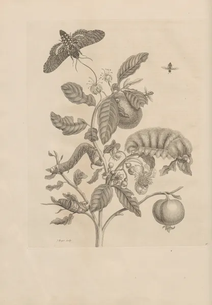 Dissertatio de generatione et metamorphosibus insectorum surinamensium Pl.57 av Maria Sibylla Merian