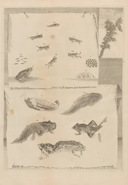 Dissertatio de generatione et metamorphosibus insectorum surinamensium Pl.71 av Maria Sibylla Merian