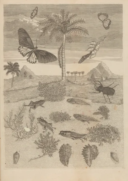 Dissertatio de generatione et metamorphosibus insectorum surinamensium Pl.72 av Maria Sibylla Merian