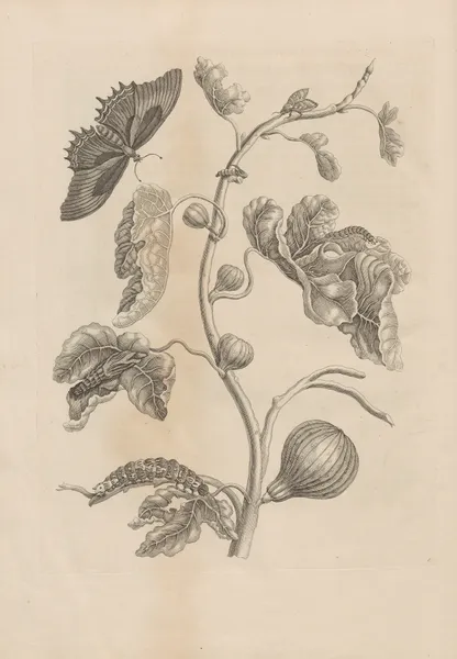Dissertatio de generatione et metamorphosibus insectorum surinamensium Pl.67 av Maria Sibylla Merian