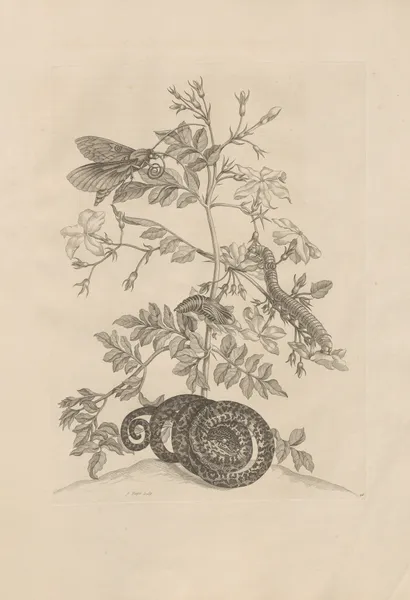 Dissertatio de generatione et metamorphosibus insectorum surinamensium Pl.46 av Maria Sibylla Merian