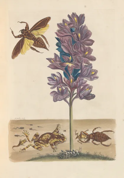Dissertation sur la generation et les transformations des insectes de Surinam Pl.41 av Maria Sibylla Merian